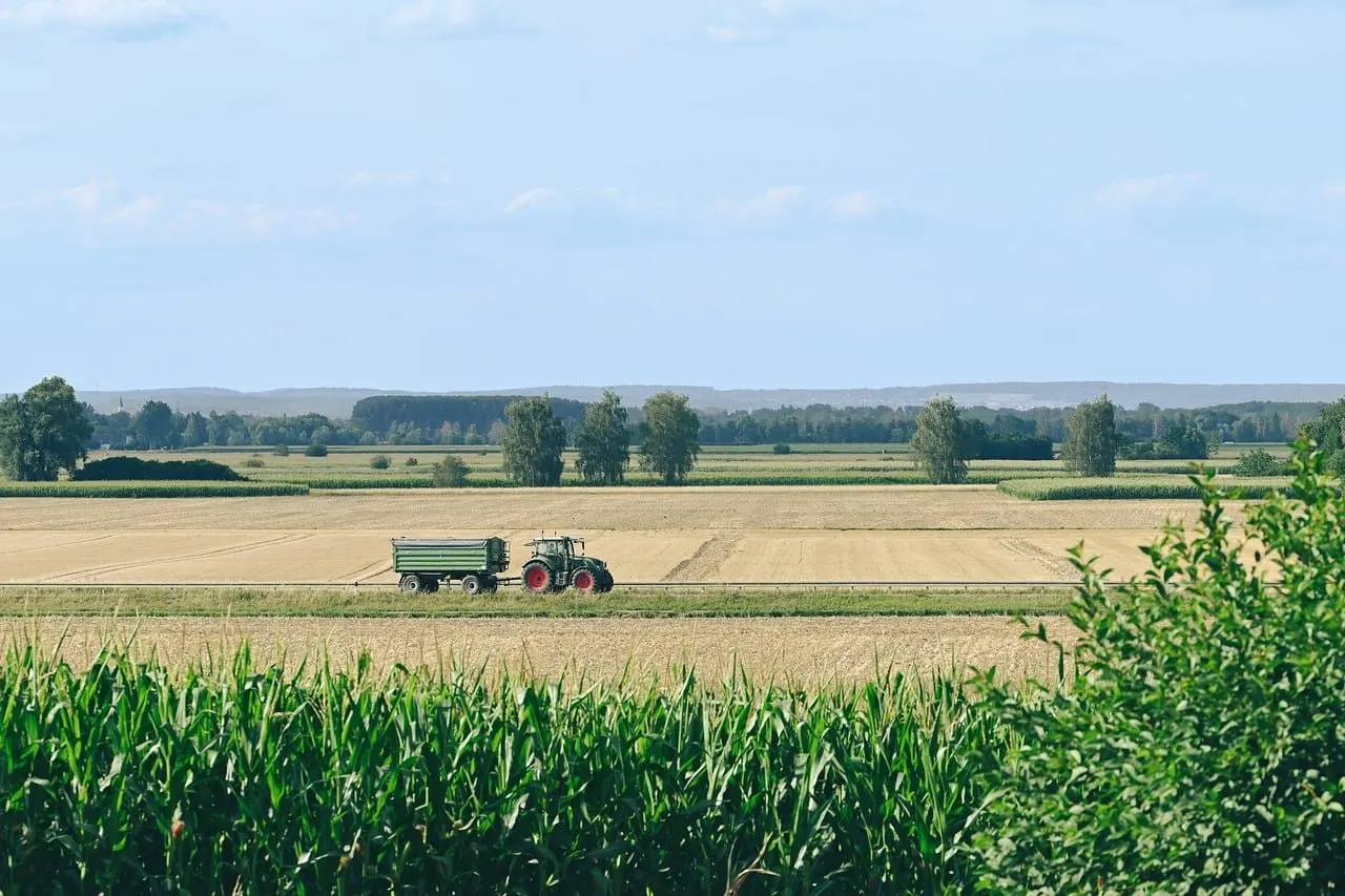 Grüner Traktor mit roten Felgen zieht einen grünen Anhänger über eine Landstraße zwischen abgeernteten Feldern, vorne Maispflanzen