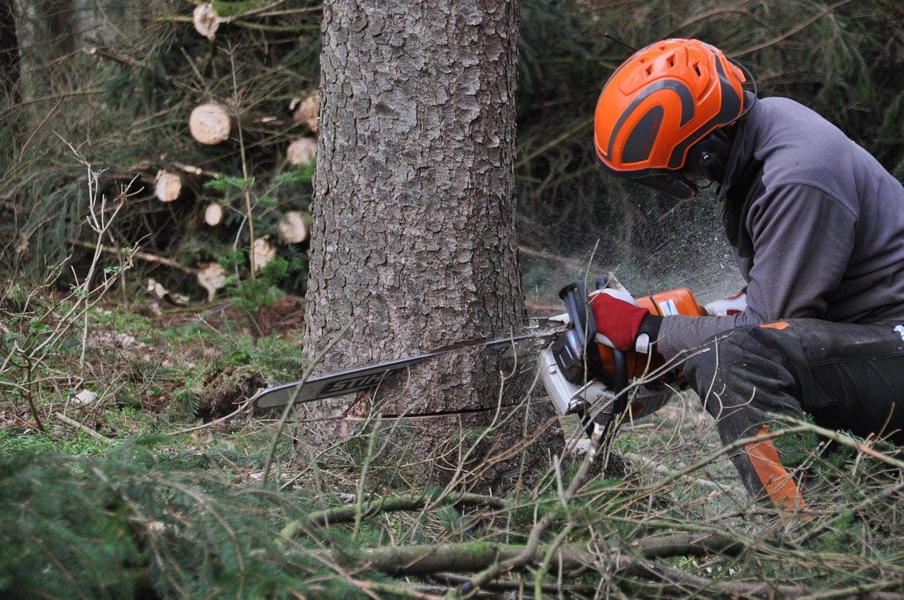 Forstarbeiter mit orangefarbenem Helm und roten Handschuhen setzt kniend die Motorsäge am Stammfuß eines Nadelbaums an
